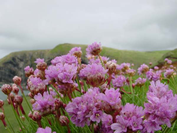 Sea Pinks, or Thrift - closeup of flowers