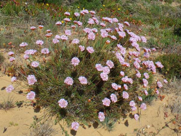 Armeria pungens, Sea Rose, Algarve coast
