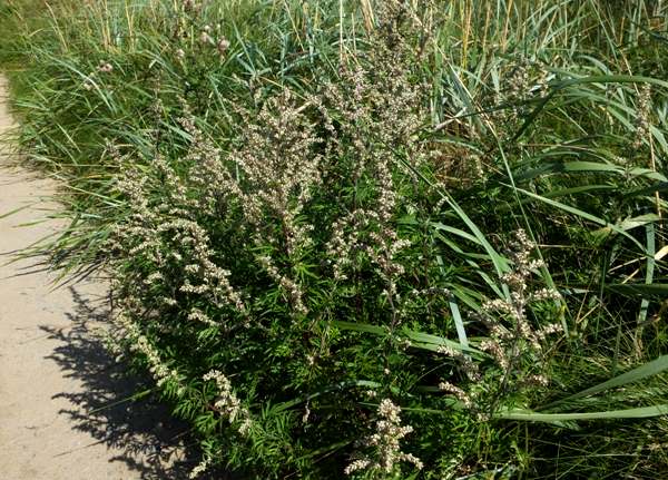 Mugwort, Artemisia vulgaris