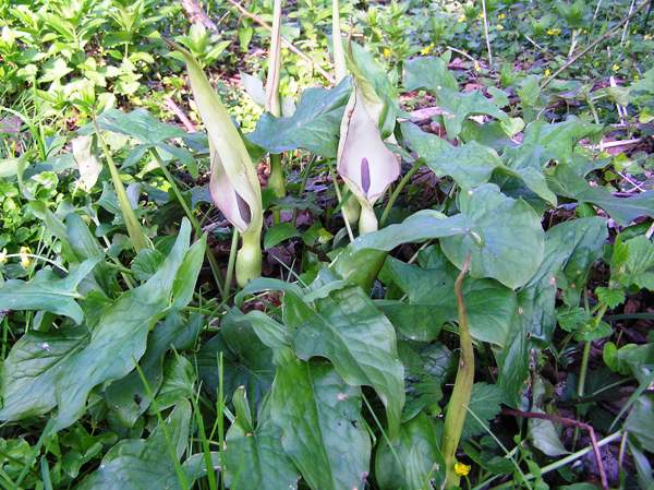 Arum maculatum, Lords and Ladies in springtime