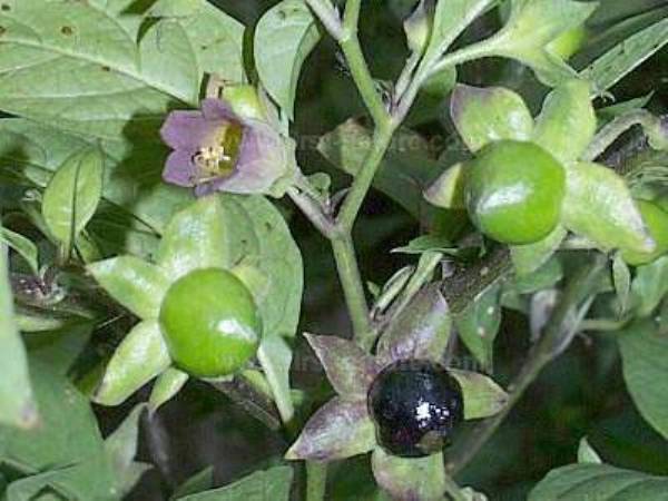 Fruits of Deadly Nightshade