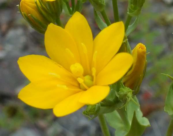 Closeup of Yellow-wort flowers
