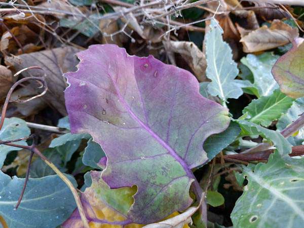 Purple leaf veins, Wild Cabbage