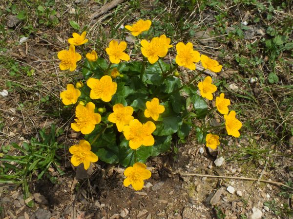 Caltha pallustris, Slovenia