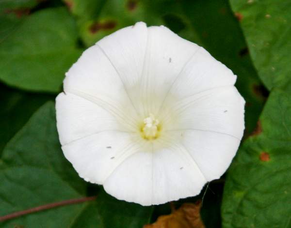 Flower of Calystegia sepium