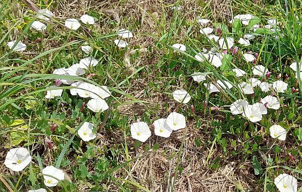Sea Bindweed, Southern France