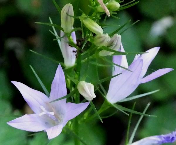 Campanula rapunculus, flower closeup
