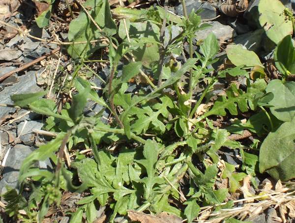 Basal leaf rosette of Capsella bursa-pastoris, Shepherd's Purse 