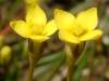 Cicendia filiformis, Yellow Centaury