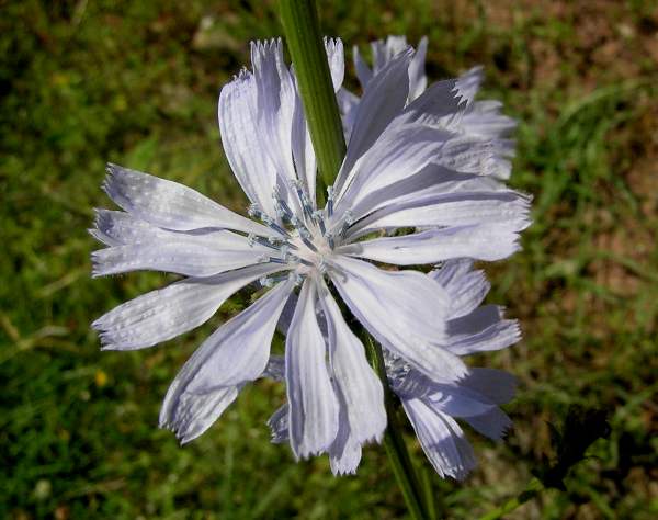 Cichorium intybus, closeup of a flower