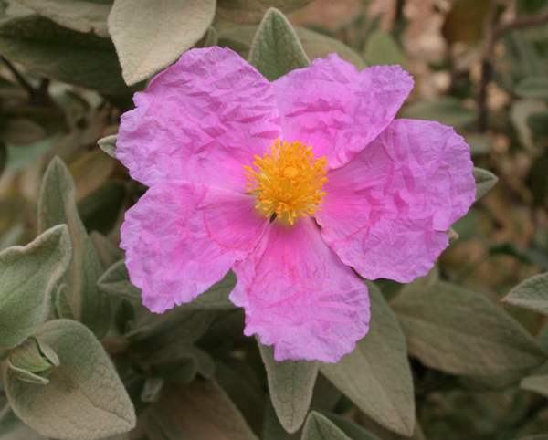 Cistus albidus, Grey-leaved Cistus, closeup of flower