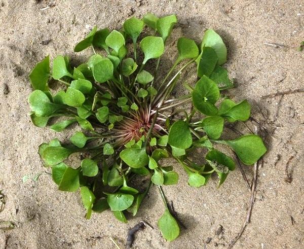 Basal rosette of leaves of Spring Beauty, Claytonia perfoliata