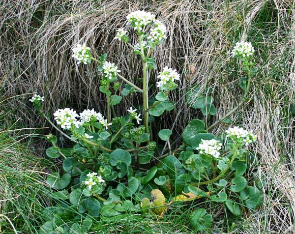 Common Scurvygrass, showing stem and leaf forms