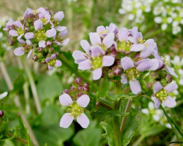 Cochlearia officinalis, purple-tinged flowers