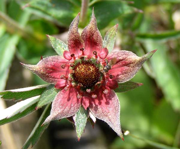 Marsh Cinquefoil - closeup of flower