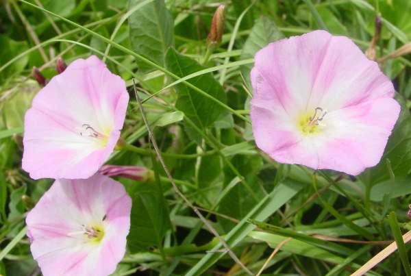 Brighter pink form of Field bindweed