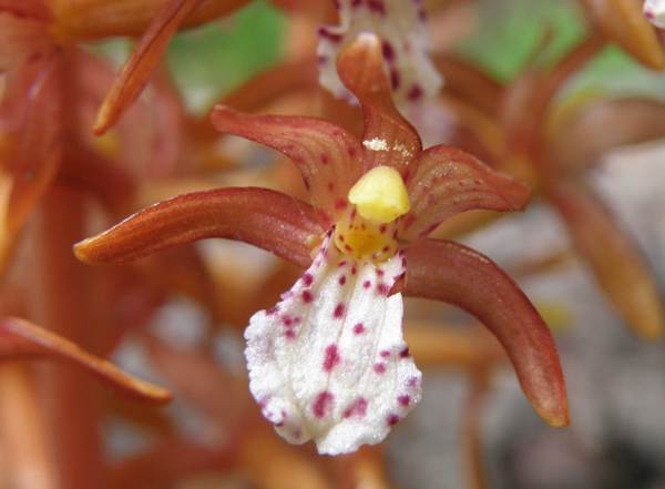 Corallorhiza maculata - Spotted Coralroot Orchid