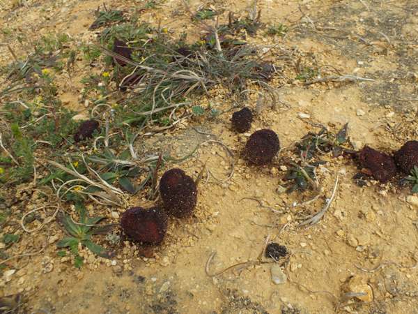 Cynomorium coccineum - Maltese Fungus growing on the Algarve Coast, Portugal