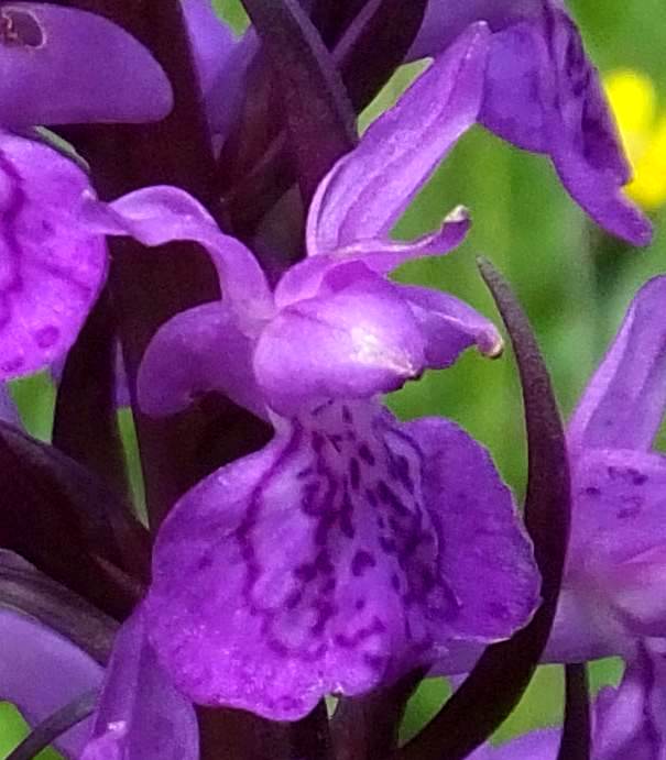 Close up of individual flower of Robust Marsh Orchid