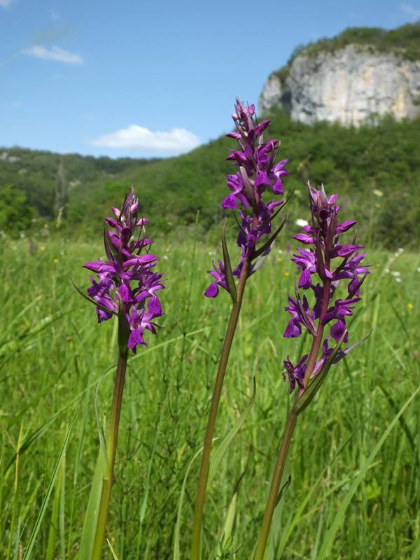 Dactylorhiza elata, Robust Marsh-orchid, southern France