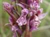 Leopard Orchid, Dactylorhiza incarnata subsp. cruenta