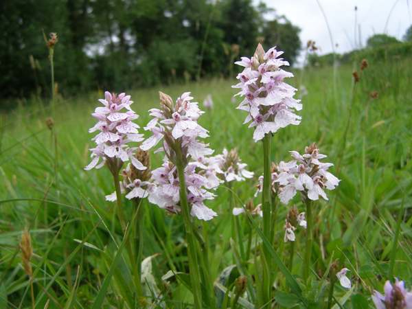 Dactylorhiza maculata - Heath Spotted-orchid