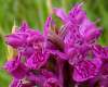 Northern Marsh-orchid