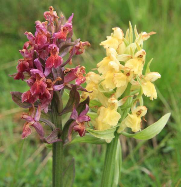 Dactylorhiza sambucina - Elder-flowered Orchid