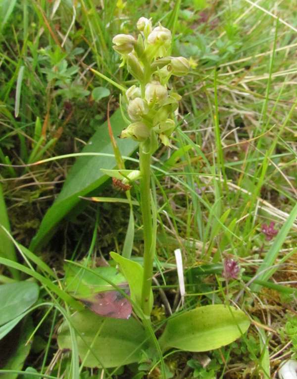 Frog Orchid, Ireland