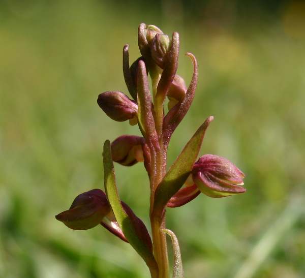 Closeup of flowers of Dactylorhiza viridis - Frog Orchid
