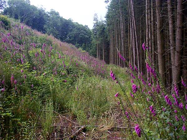Foxgloves on the site of a recently-felled conifer forest