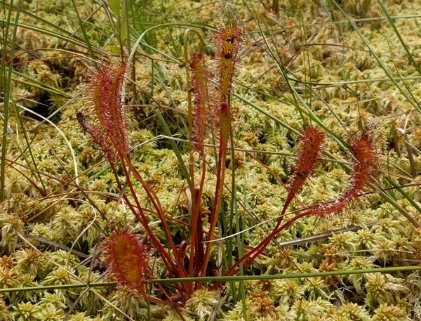 Great Sundew Drosera anglica at Borth Bog in west Wales