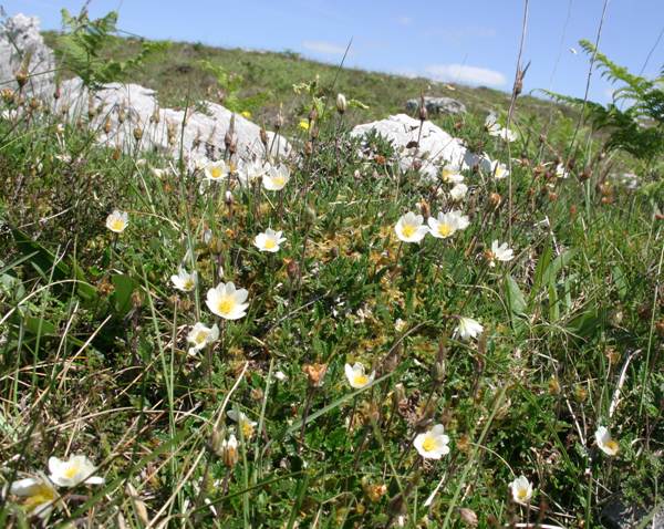 Mountain Avens on limestone upland pasture in the Burren
