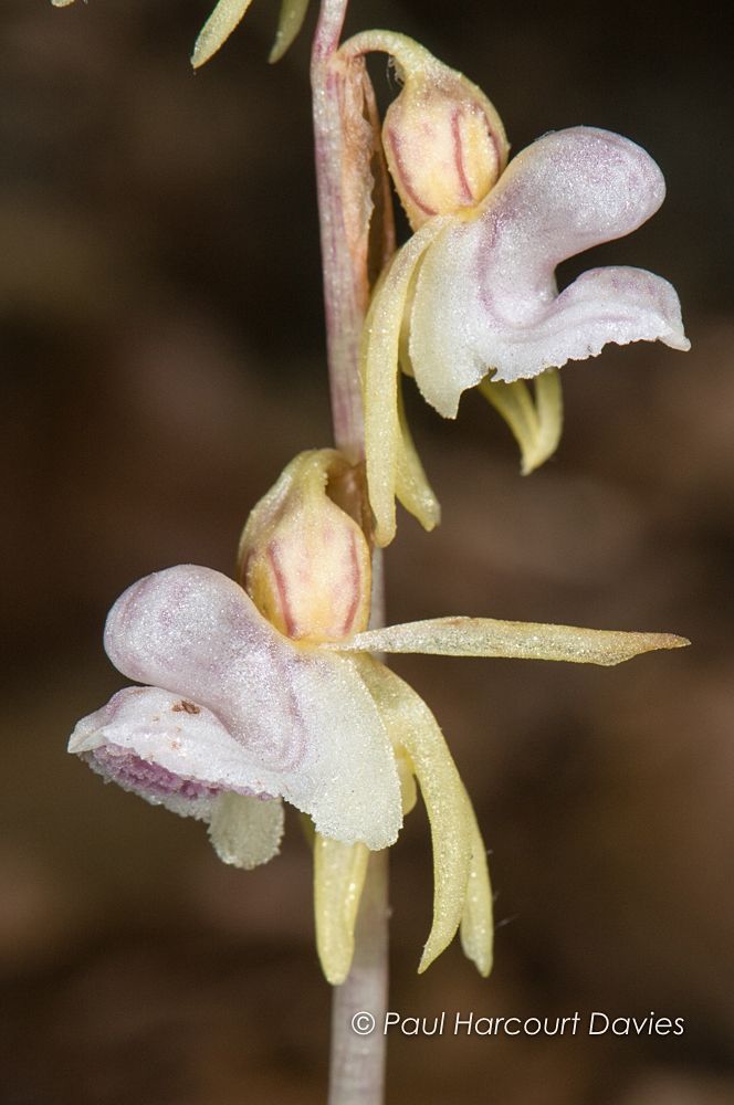 Epiogium aphyllum - Ghost Orchid