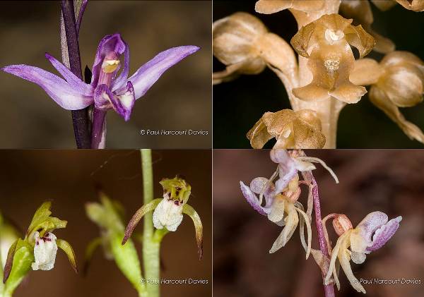 Saprophytic Orchids