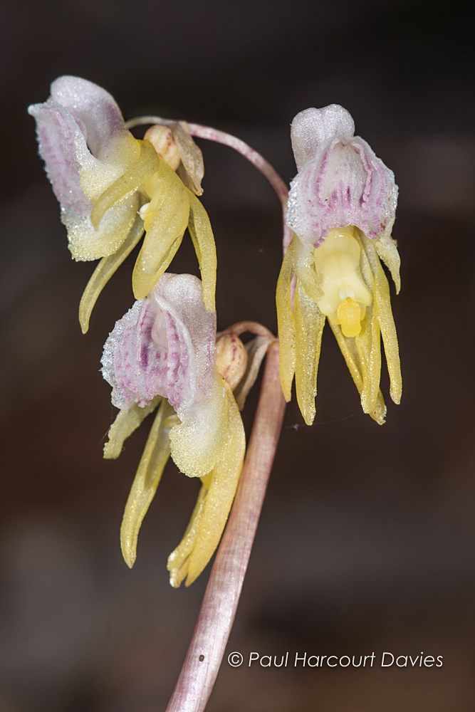 Ghost Orchid - Epipogium aphyllum