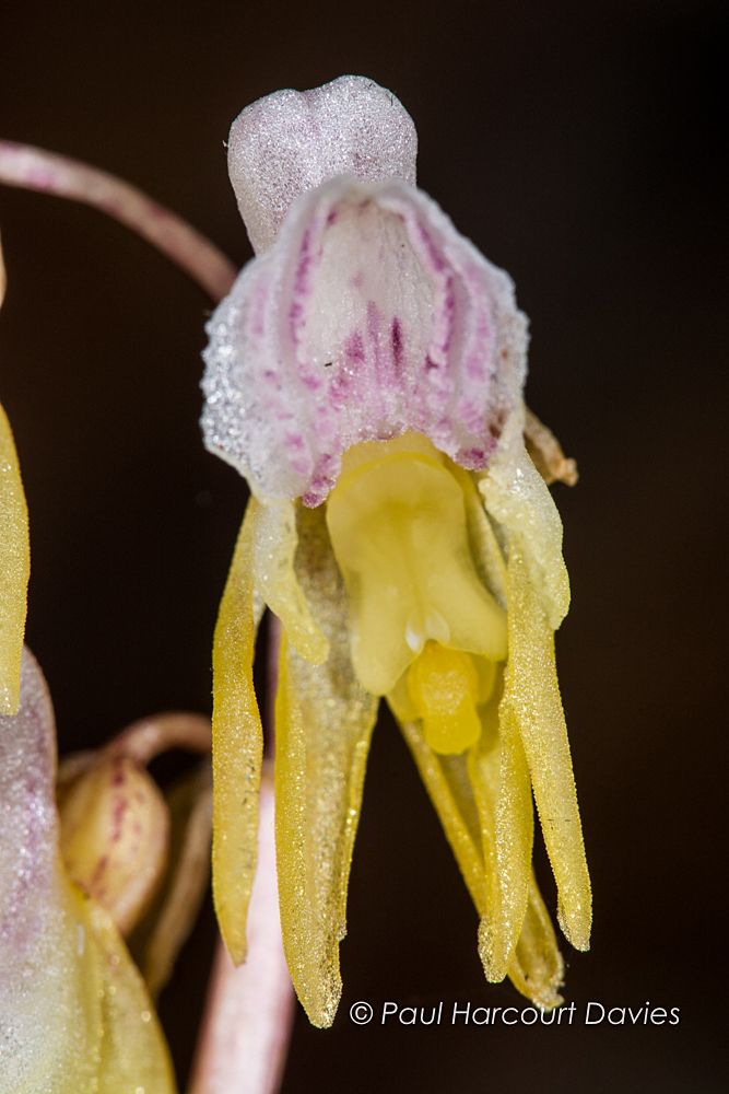 Epipogium aphyllum - Ghost Orchid
