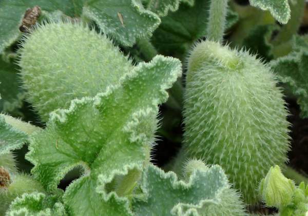 A close-up picture of the flowers abd fruit of Squirting cucumber fruits