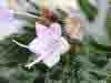 Pale Bugloss, Echium italicum