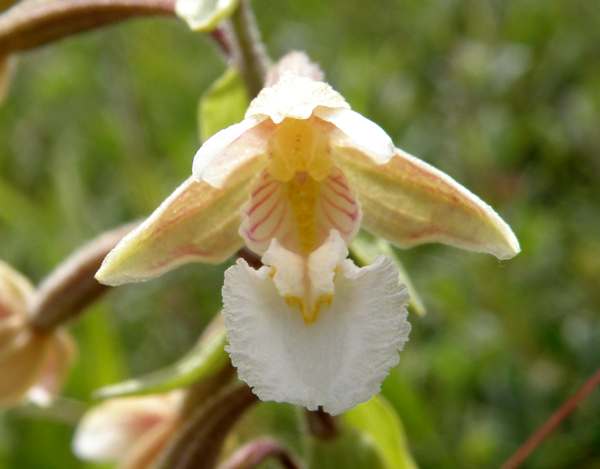 Closeup of Marsh Helleborine flower