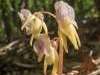 Epipogium aphyllum, Ghost Orchid