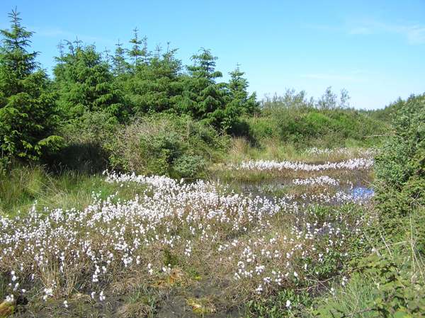 Common Cottongrass is only visible from a distance when in fruit