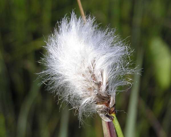 Cotton grass, closeup