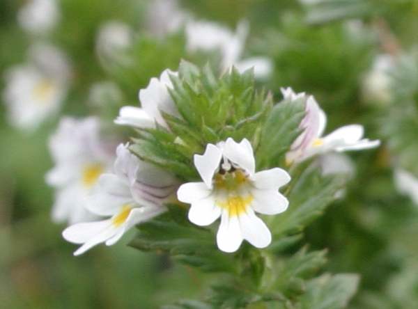 Closeup of the flowers of Eyebright