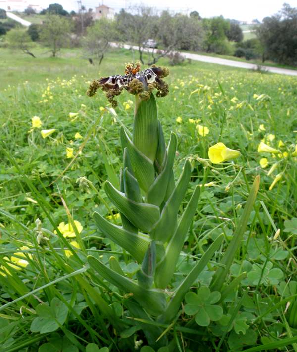 Feraria crispa - whole plant picture