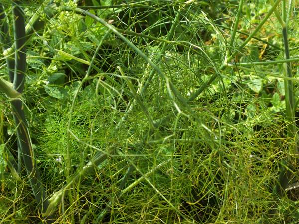 Finely divided leaves of Fennel