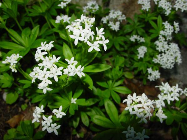 Flowers of Galium odoratum, Woodruff