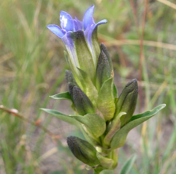 Mountain Gentian, Rocky Mountains USA