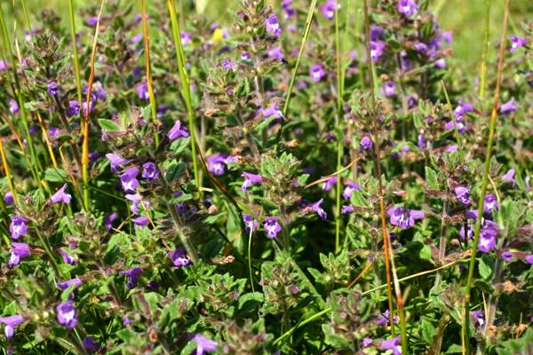 A dense patch of Ground-ivy, Glechoma hederacea
