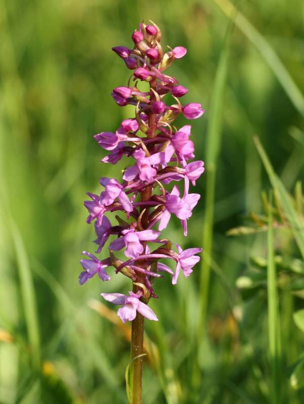 Gymnadenia borealis - Heath Fragrant Orchid